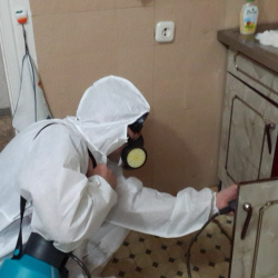 Дезинфекция от муравьев в квартире в Тольятти